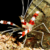 Banded Shrimp Stenopus Hispidus - FISH