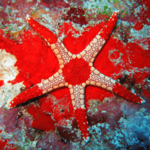 Bicolor Starfish Fromia Monilis - FISH