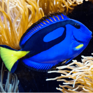 Blue Tang Paracanthurus Hepatus- FISH