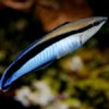 Bluestreak Cleaner Wrasse Labroides Dimidiatus- FISH