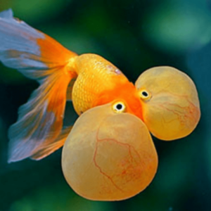 Carassius auratul.f.s - Bubble eye