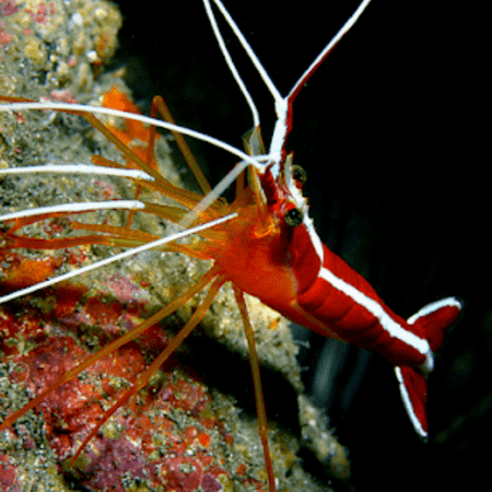 Cleaner Shrimp Lysmata Grabhami - FISH