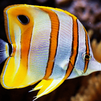 Chelmon Rostratus – Ideacquario | Negozio acquari online vendita ...