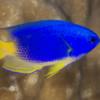 False Yellow Belly Damsel Pomacentrus Caeruleus - FISH