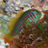 Green Coral Goby Gobiodon Histrio- FISH