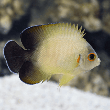 Half Black Angelfish Centropyge Vroliki- FISH