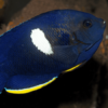 Keyhole Angelfish Centropyge Tibicen- FISH