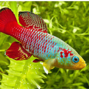 Nothobranchius guentheri