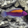 Orange Back Wrasse Cirrhilabrus Sp. - FISH