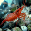Peppermint Shrimps Lysmata Wurdemanni - FISH
