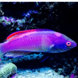 Pink Margin Wrasse Cirrhilabrus Rubrimarginatus - FISH