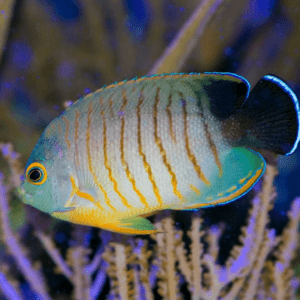 Pottery Angelfish Centropyge Eibli- FISH