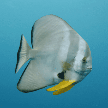 Round Faced Batfish Platax Teira- FISH