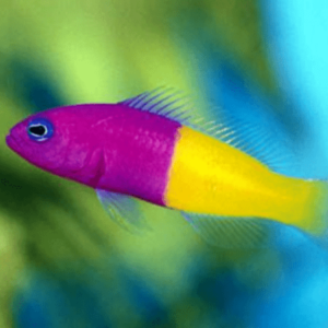 Royal Dottyback Pseudochromis Paccagnellae- FISH