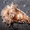 Sea Hare Algae Slug Dolabella Auricularia - FISH