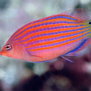 Six Line Wrasse - FISH