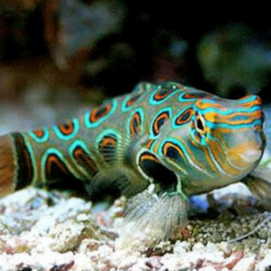 Spotted Mandarin - FISH