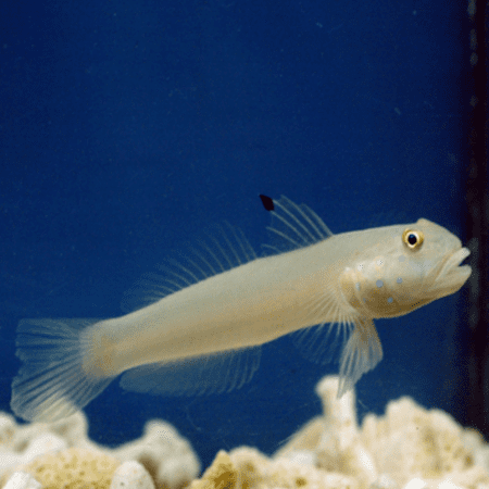 White Goby - FISH